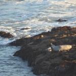 CambriaCN_0132 (November 05, 2016)